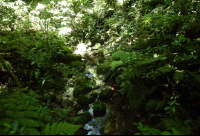        santa elena cloud stream 
  - Costa Rica