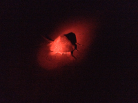        turtle spotlighted camaronal 
  - Costa Rica