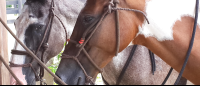        Horse Faces
  - Costa Rica
