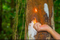        Turpentine Tree In Los Patos Trail
  - Costa Rica