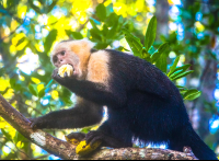        white faced monkey at hotel manglares puerto jimenez 
  - Costa Rica