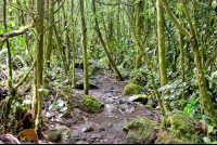        lava molten rock burried on the ground under trees on the trail of arenal volcano  eruption site lookout point
  - Costa Rica
