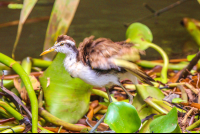        Young Heron Sierpe Boat Tour
  - Costa Rica