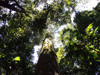        manuel antonio national park canopy  
  - Costa Rica