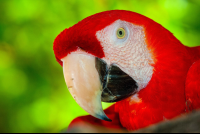        Scarlet Macaw Tortuga Island
  - Costa Rica