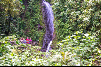        Foot Blue Morpho Waterfall Hanging Bridges Mistico Park
  - Costa Rica