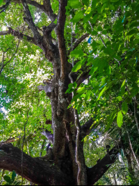        Tree Body Cabo Blanco Reserve
  - Costa Rica