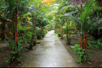        evergreen lodge path 
  - Costa Rica