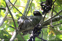        mawamba sloth 
  - Costa Rica