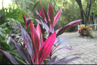        mystery plant walkway
  - Costa Rica