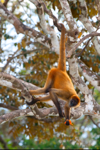        Spider Monkey Curu Refuge
  - Costa Rica