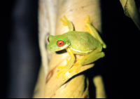        childrens eternal rainforest san gerardo tree frog 
  - Costa Rica
