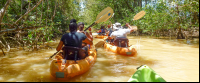        manglar isla mangrove kayak going in 
  - Costa Rica