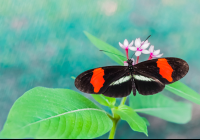        Black Red White Butterfly Las Palmas Butterfly Garden Near Puerto Jimenez
  - Costa Rica