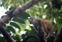        jungle beach hotel titi monkey 
  - Costa Rica
