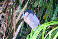        Cano Negro Boat Billed Heron
  - Costa Rica