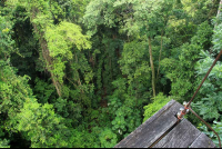        los suenos tallest platform 
  - Costa Rica