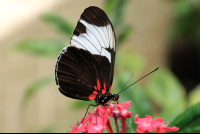        frog pond tuxedo butterfly 
  - Costa Rica