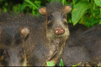        peccaries corcovado national park 
  - Costa Rica