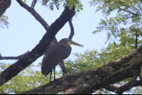        bare throat tiger heron 
  - Costa Rica