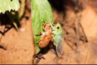        Secada
  - Costa Rica