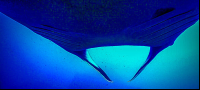        View From Below A Giant Manta Ray
  - Costa Rica