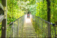        Person Crossing Hanging Bridges Mistico Park
  - Costa Rica