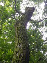        jobo tree body 
  - Costa Rica