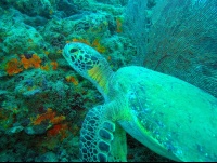        Pacific Green Sea Turtle In Front Of Coral Reef
  - Costa Rica