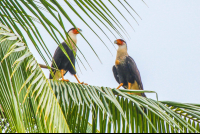        Falcons Perched On A Coconut Tree Branch
  - Costa Rica