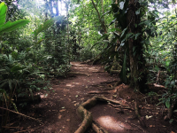       pachira lodge trail 
  - Costa Rica