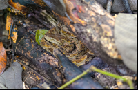        fer de lance at sirena ranger station corcovado national park 
  - Costa Rica