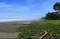        bejuco beach log 
  - Costa Rica