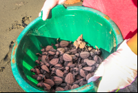        Bucket Of Baby Turtles Ready To Be Released At Piro Beach
  - Costa Rica