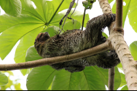        flight of the toucan tree climb combo tour three toed sloth 
  - Costa Rica