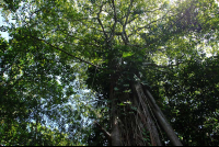        cahuita national park attraction page trees 
  - Costa Rica