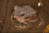        Cane Toad Body Inside The Water Tortuguero
  - Costa Rica