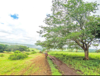        Borinquen Horseback Trail Flat Tree Rincon De La Vieja
  - Costa Rica