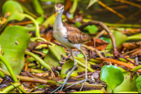        Young Heron Sierpe Mangler
  - Costa Rica