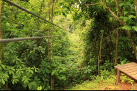        midworld canopy 
  - Costa Rica