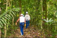        Hiking To The Next Cable Osa Palmas Canopy Tour
  - Costa Rica