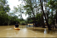        manglar isla mangrove kayak going back 
  - Costa Rica