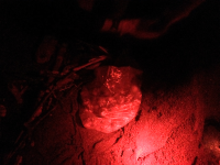        bag of turtle eggs camaronal 
  - Costa Rica