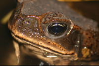        Bufo Toad Eye Closeup Barra Del Colorado
  - Costa Rica