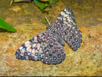        Clipper Butterfly On A Rock Waterfall Gardens
  - Costa Rica