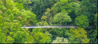        A Person Standing On Arenal Hanging Bridges Mistico Park Aerial View
  - Costa Rica