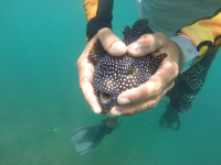        holding guineafowl puffer 
  - Costa Rica