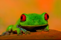       red eye green tree frog playa nicueza 
  - Costa Rica
