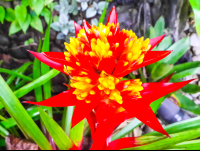        Bromeliad Flower
  - Costa Rica