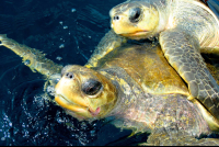        olive ridley turtles mating ocean coco beach 
  - Costa Rica